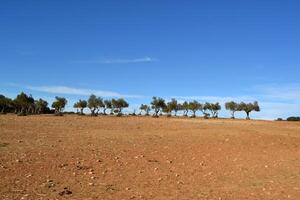 Olive trees in a sunny spanish landscape with clear blue sky photo