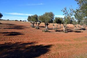 Rural spanish landscape with olive trees and red soil under blue sky photo