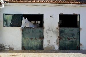 White horse in rustic spanish stable with weathered green doors photo