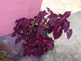 purple leaves pink pattern plant photo