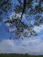 tree sky clouds nature view photo