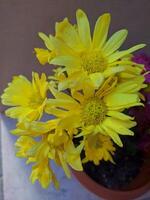 yellow chrysanthemums fresh and beautiful photo