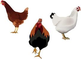 Three chickens are standing in a row vector