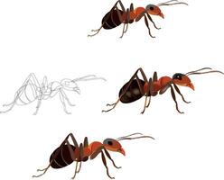 How to draw an ant vector
