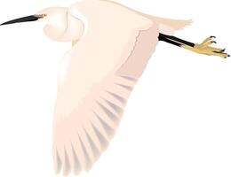 An image of a white bird flying in the air vector