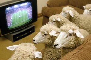 Sheep watching football match on television at home photo