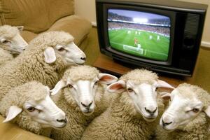 Sheep watching football match on television at home photo