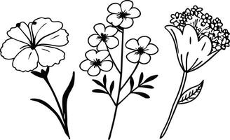 Minimalist Botanical Flower Line Drawings vector