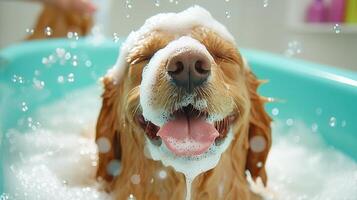 Golden retriever enjoying a bath covered in soap foam photo
