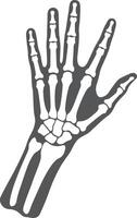 A detailed depiction of a human skeletal hand in a flat design style showcasing anatomical structure in illustration vector