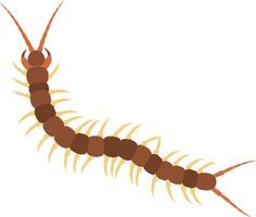 Brown centipede with long antennae and segmented body in minimal style showcasing movement and detail in art vector