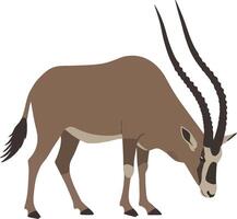 A graceful oryx with long curved horns grazing on grass in a minimalistic flat design illustration vector
