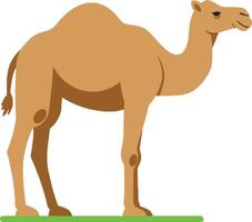 A standing camel with a gentle expression in a minimal flat design style showcasing its distinct features in art vector