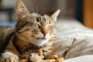 A cat is sleeping on a bed with a bowl of food photo
