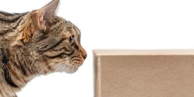 A cat is looking at a box on a white background photo