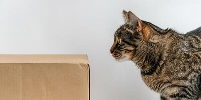 A cat looking at a box on a white background photo