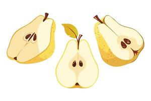A set of elegant pears. vector