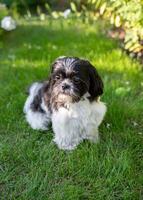 Black and White Shih Tzu Dog on Grass in Summer photo