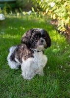 Black and White Shih Tzu Dog on Grass in Summer photo