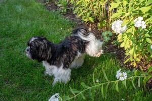 The dog raised its paw and pees in the grass photo