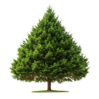 Cypress Tree Isolated on White on transparent background. png