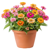 Colorful Flowers Overflowing Pot on transparent background. png
