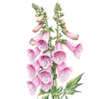 Foxglove Blooms White Background on transparent background. png