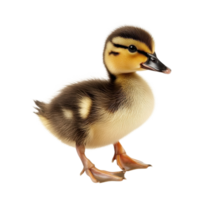 Cute Fluffy Duckling Walking on transparent background. png