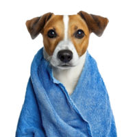 Dog in Blue Towel White Background on transparent background. png