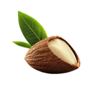 Single Almond Macro Shot on transparent background. png