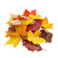 Autumn Leaves Pile Isolated White on transparent background. png