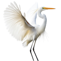 Graceful Egret Bird Wildlife on transparent background. png