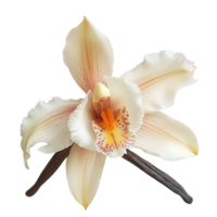 Vanilla Orchid Close Up Shot on transparent background. png