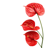 Vibrant Red Anthurium Bloom on transparent background. png
