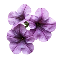 Vibrant Petunia Blooms Isolated on transparent background. png