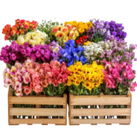 Vibrant Colorful Flower Display on transparent background. png