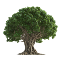 A large detailed leafy tree with visible roots and trunk png