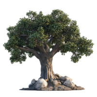 A large leafy tree with textured trunk and rocks at its base png
