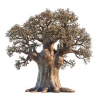 A large textured tree with many branches and interesting bark details png