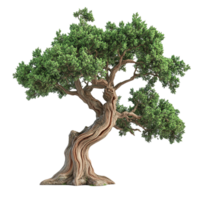 A large green tree with a twisted textured trunk and branches png