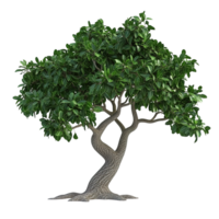 Lush green tree with twisting trunk isolated on transparent background. png