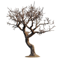 An isolated view of a bare tree with intricate branches and bark png