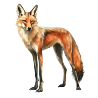 A watercolor painting depicts a standing fox in profile png