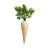 A fresh parsnip with green leaves is displayed in the picture png