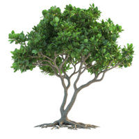 A single tree displaying green leaves and exposed roots on display png
