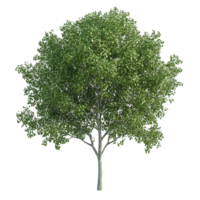A single tree with green leaves and a visible trunk png
