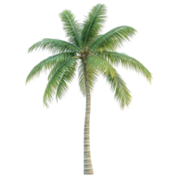 A single tall and leafy palm tree isolated on transparent background png