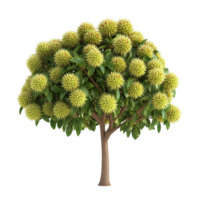 A detailed botanical image showing a unique tree with spherical fruit clusters png