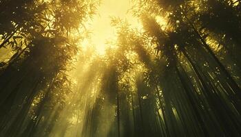A bamboo forest with sunlight shining through the trees photo