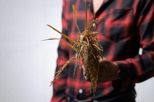 Hand Holding Wheat Bundle Against Plain Background in Rustic Style photo